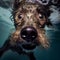 Closeup wide angle underwater photo upshot of a dark brown dog underwater