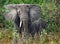 Closeup wild African elephant mother & baby calf