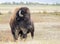 Closeup of a wild American Buffalo Bison bison