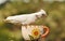 Closeup wild Australian white Cockatoos feeding