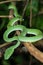 Closeup wild Bamboo viper