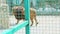 Closeup wild big lion walks in large zoo cage