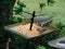 Closeup of wild birds, doves and bright yellow finches, eating seed from a metal spiked tray in the garden