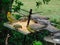 Closeup of wild birds, doves and bright yellow finches, eating seed from a metal spiked tray in the garden