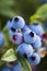 Closeup of wild blueberries growing in a field.