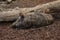 Closeup of a Wild boar lying on the ground in a forest