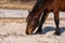 A closeup of a wild brown and black pony eating at Assateague Island