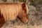 A closeup of a wild brown pony standing at Assateague Island