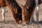 A closeup of a wild brown and white mare and her filly eating at Assateague Island