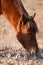 A closeup of a wild brown and white mare and her filly eating at Assateague Island