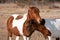 A closeup of a wild brown and white mare and her matching filly at Assateague Island