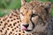 Closeup of a wild Cheetahs licking its nose in savannah in Africa