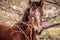 Closeup of a wild colt horse peering through the shrubs