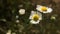 Closeup of wild daisy flowers in wind.