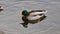 Closeup of wild duck searching food and diving underwater