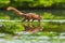 Closeup of a wild Eurasian red squirrel, Sciurus vulgaris, eating, foraging in shallow water in forest. Beautiful sunlight colors