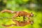 Closeup of a wild Eurasian red squirrel, Sciurus vulgaris, eating, foraging in shallow water in forest. Beautiful sunlight colors