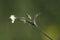 Closeup of wild flowerWhite campion,Silene alba