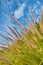 Closeup of wild fountain grass growing in a lush green field in a remote area and empty landscape against a blue sky