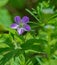 Closeup of a Wild Geraniums, Geranium maculatum