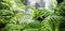 Closeup wild green fern leaves in tropical waterfall rainforest