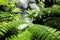 Closeup wild green fern leaves in tropical waterfall rainforest
