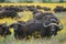 Closeup of a wild herd of African buffalo Syncerus caffer looking at camera while grazing inside Ngorongoro Crater, Tanzania