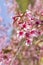 Closeup Wild Himalayan Cherry petal