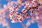 Closeup of Wild Himalayan Cherry Prunus cerasoides or thai sakura flower at khun chang kian, Chiang Mai, Thailand