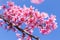 Closeup of Wild Himalayan Cherry Prunus cerasoides or thai sakura flower at khun chang kian, Chiang Mai, Thailand
