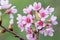 Closeup of Wild Himalayan Cherry Prunus cerasoides or thai sakura flower at khun chang kian, Chiang Mai, Thailand