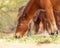 Closeup Wild Horse Grazing in Arizona