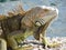 Closeup of wild Iguana dragon