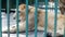 Closeup wild lioness rest inside the cage behind green lattice