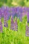 Closeup of wild lupins. Beautiful purple flowers in fresh summer greens