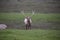 Closeup of wild male Tule elk with large rack of antlers faces camera