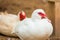 Closeup Wild Muscovy Duck (Cairina moschata) in Thailand.