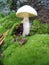 Closeup of wild mushroom