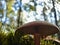 Closeup Wild Mushroom Forest