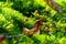 Closeup of wild mushrooms growing in the moss