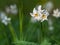 Closeup of wild narcissus flowers