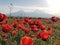 Closeup of wild poppies in the Ararat Valley with mount Ararat on the background in Armenia