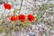 Closeup of wild poppies on ruins of old castle on Rhodes island, Greece