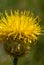 Closeup wild prairie flowers