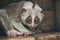 Closeup wild slow loris monkey