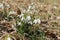 Closeup of wild snowdrop flowers Galanthus nivalis blooming in the meadow in sunny day. National park Podyji, Thayatal