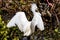 A Closeup of a Wild Snowy Egret