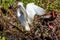 A Closeup of a Wild Snowy Egret