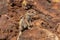 Closeup of wild squirrels in the Crater of the Calderon Hondo volcano near Corralejo