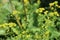 Closeup of Wild turnip (Barbarea vulgaris) flowers in spring